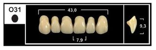 O31 BL3 UPPER ANTERIOR TRIBOS TEETH