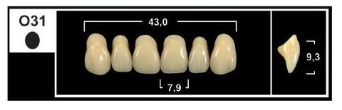 O31 BL3 UPPER ANTERIOR TRIBOS TEETH