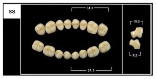 SS BL3 UPPER POSTERIOR TRIBOS TEETH