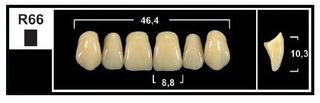 R66 BL3 UPPER ANTERIOR TRIBOS TEETH