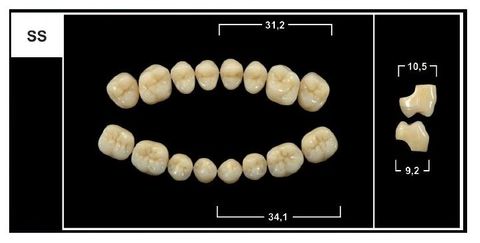 SS BL3 LOWER POSTERIOR TRIBOS TEETH