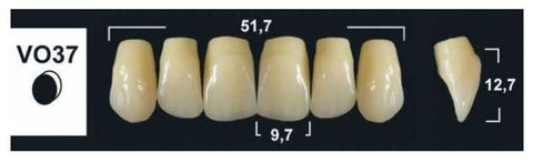 VO37 BL3 UPPER ANTERIOR TRIBOS TEETH