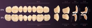37-A1 IDEALIS TEETH LOWER POSTERIOR
