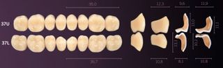 37-B2 IDEALIS TEETH LOWER POSTERIOR