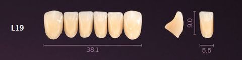 L19-A35 PREMIUM TEETH LOWER ANTERIOR