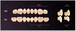 31-BL2 MONDIAL TEETH LOWER POSTERIOR