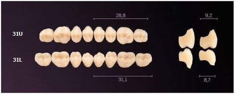 31-BL2 MONDIAL TEETH LOWER POSTERIOR