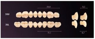 31-BL2 MONDIAL TEETH UPPER POSTERIOR