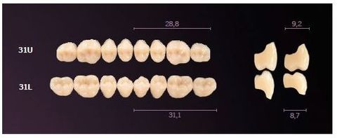 31-BL2 MONDIAL TEETH UPPER POSTERIOR