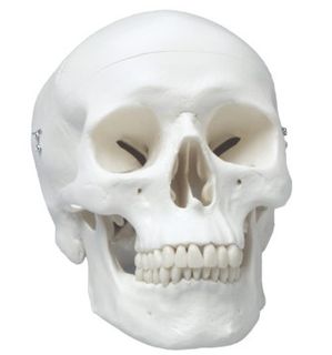 CLASSIC SKULL MODEL WITH DENTAL ANATOMY