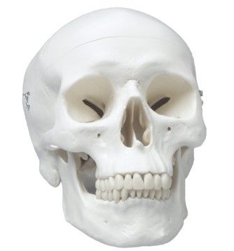 CLASSIC SKULL MODEL WITH DENTAL ANATOMY