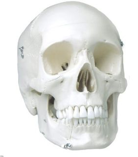 SKULL MODEL WITH TEETH FOR EXTRACTION