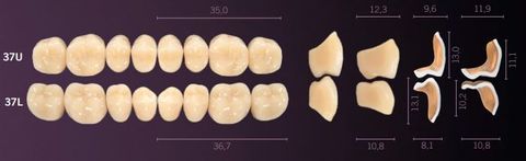 37-A3 IDEALIS TEETH LOWER POSTERIOR