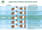 Body Scoring Chart Rabbit
