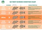 Body Scoring Chart Rat