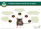 5 Things Your Rat Wants