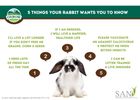 5 Things Your Rabbit