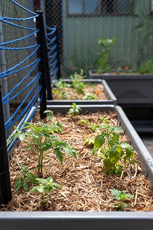 LabCo Scientific Introduces Food Garden for Staff