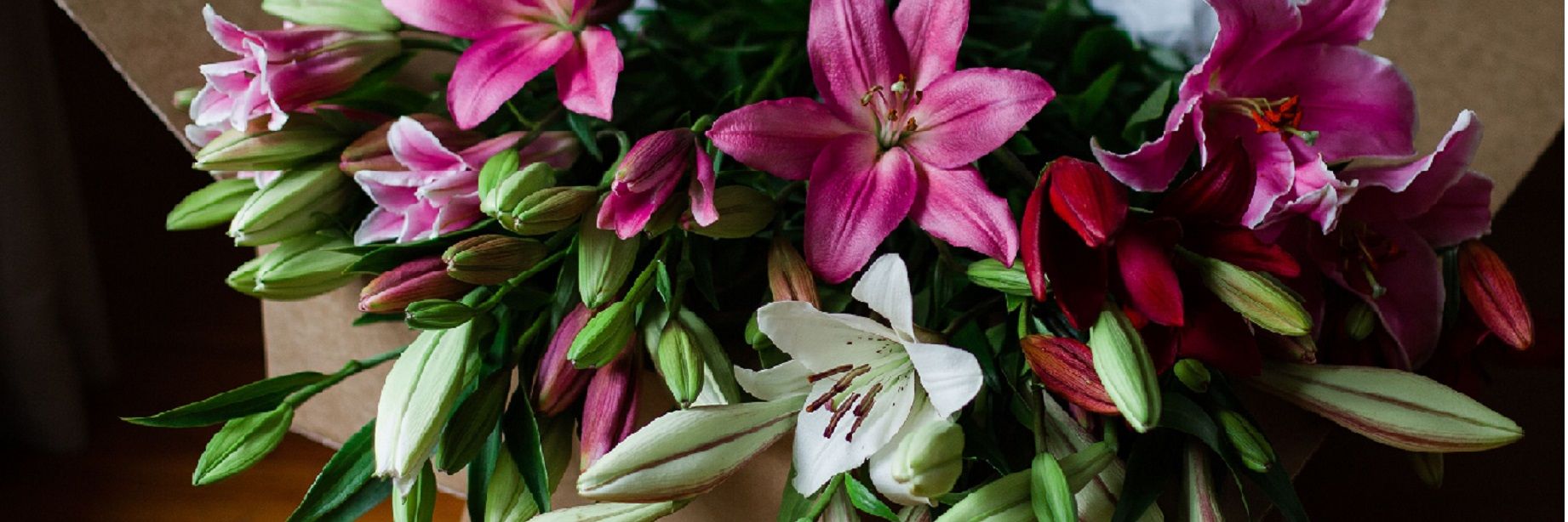 New Zealand grown longest lasting lilies