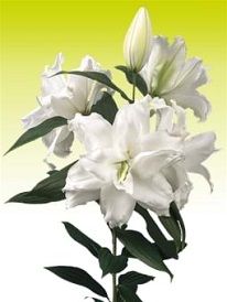 White Rose Lily