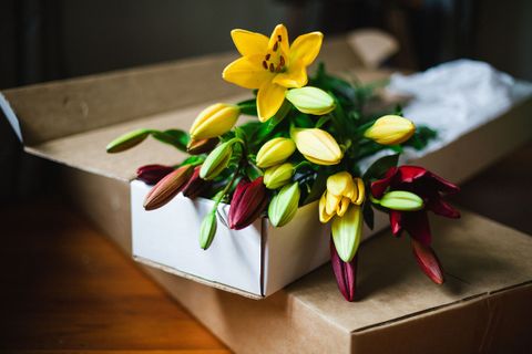 Mixed Colour Scented and Unscented