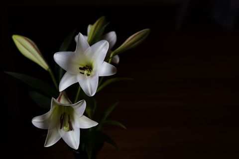 White Scented and Unscented