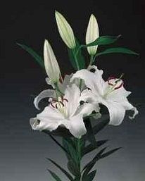 Oriental / OT Lily White