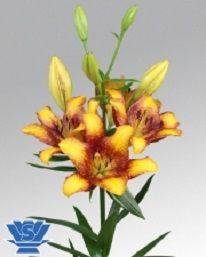 L/A Lily Sweet Valley