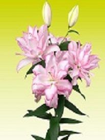 OR Rose Lily Pink