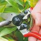 Felco 6 Secateurs