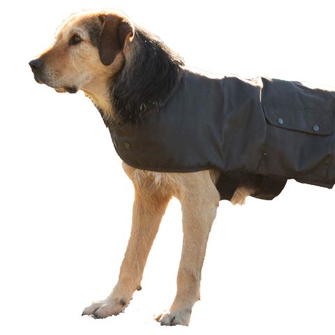 Dog Coat
