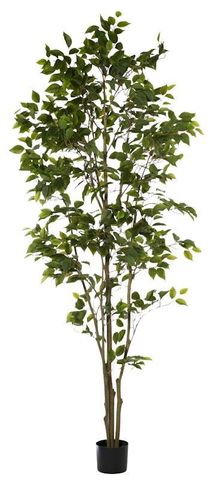 Ficus Tree Green 100x100x213cm