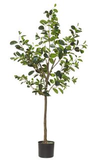 Oriental Ficus 65x65x185cm