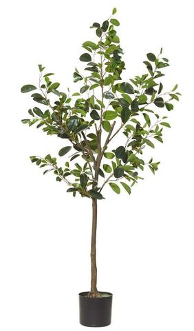 Oriental Ficus 65x65x185cm