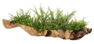 Fern Mix-Aged Hollow Trunk 40x80x29cm