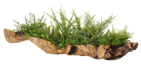 Fern Mix-Aged Hollow Trunk 40x80x29cm