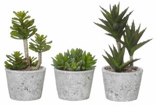 Succulents-Cement 3 Asst 15x25x28cm