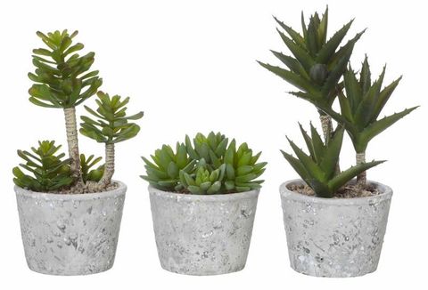 Succulents-Cement 3 Asst 15x25x28cm