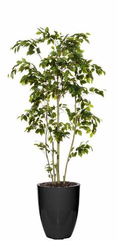 Ficus Tree-Glazelite Pot 90x100x220cm