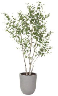 GD Large Silver Birch-Planter 120x130x270cm