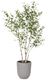 GD Large Silver Birch-Planter 120x130x270cm