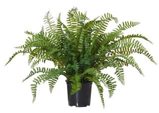 Fern Pick-Garden Pot 50x50x35cm