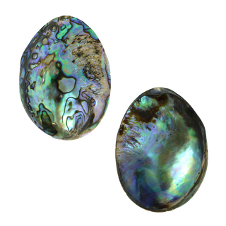 POLISHED SHELL - PAUA - GEM - BUFFED (55-60MM) - A GRADE