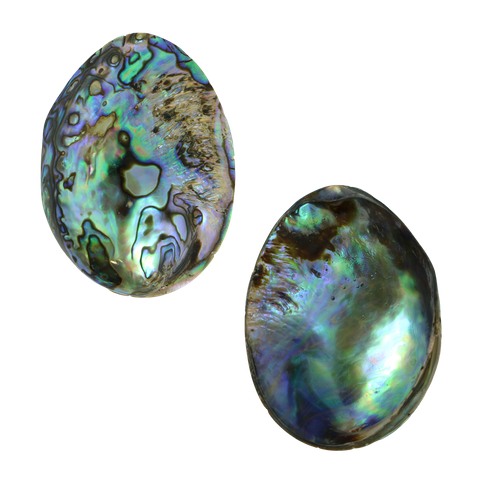 POLISHED SHELL - PAUA - GEM - BUFFED (55-60MM) - A GRADE