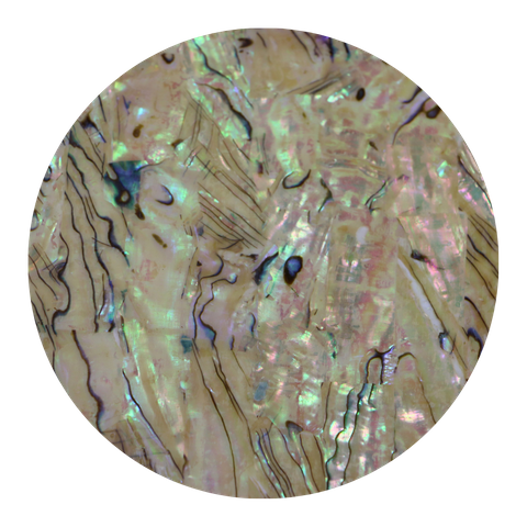 Uncoated NZ Abalone Paua Shell Extra Light