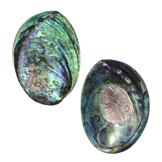 POLISHED SHELL - PAUA - SUPREME - HOLES FILLED (150-165MM)