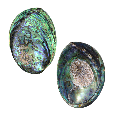 NZ Abalone Paua - Polished Holes filled