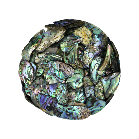 NZ Abalone Paua Shell - Satin - Small 15-25mm