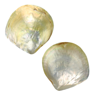 POLISHED SHELL - GOLD WMOP - SUPREME - BUFFED 120-150MM