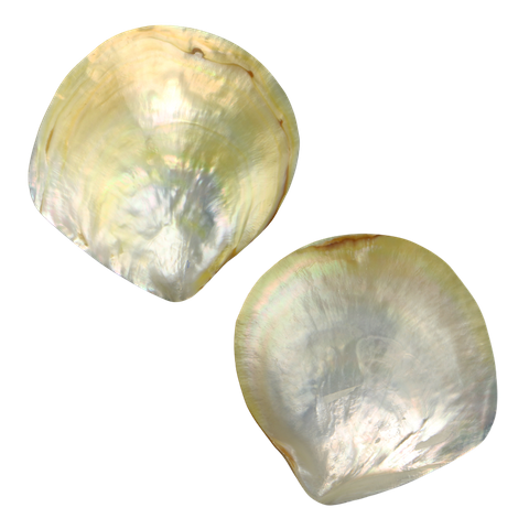 POLISHED SHELL - GOLD WMOP - SUPREME - BUFFED 120-150MM